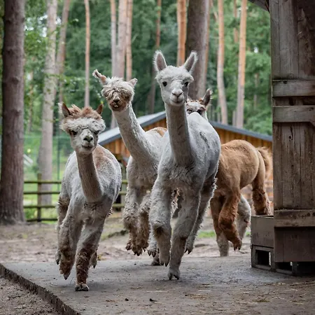 Hotel Tree - Baumhaushotel