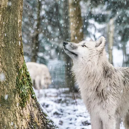 Tree - Baumhaushotel Dörverden