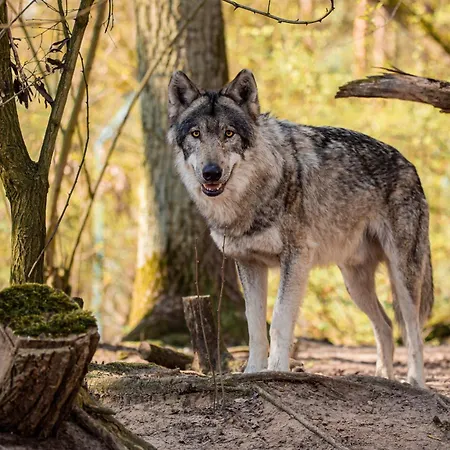 Hotel Tree - Baumhaushotel 4*