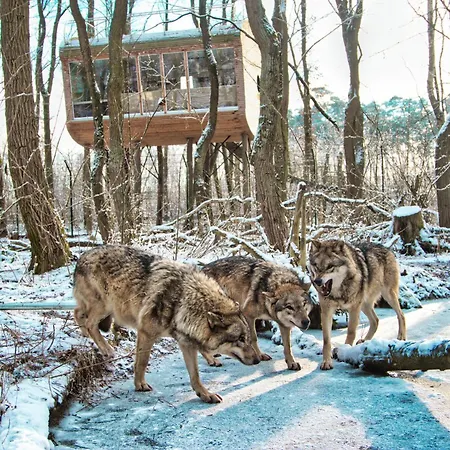 Tree - Baumhaushotel 4*