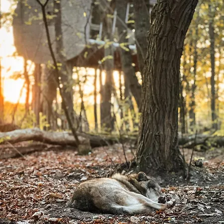 Hotel Tree - Baumhaushotel Dörverden
