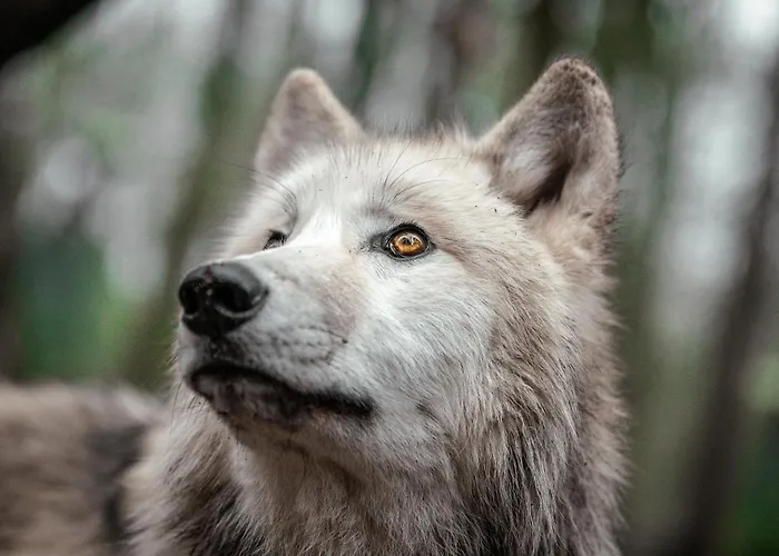Tree - Baumhaushotel Hotel Doerverden