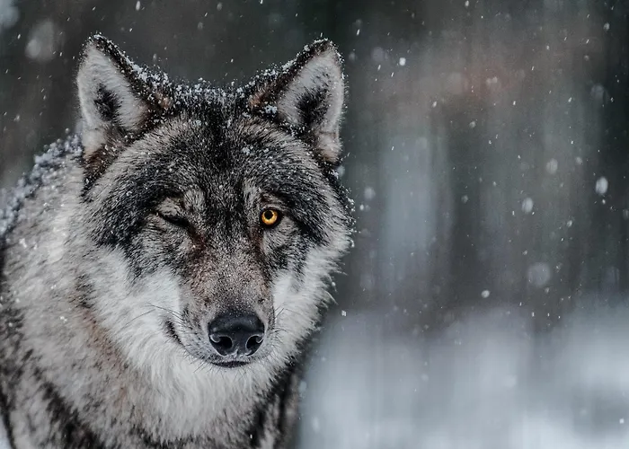 Tree - Baumhaushotel Hotel Doerverden