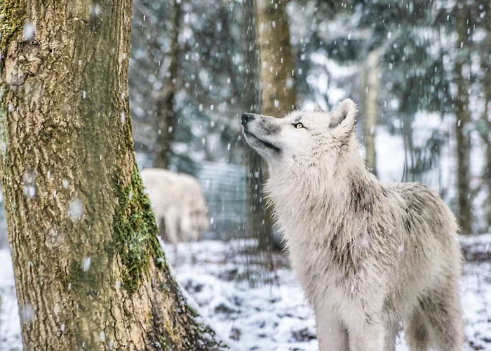 Tree - Baumhaushotel Doerverden