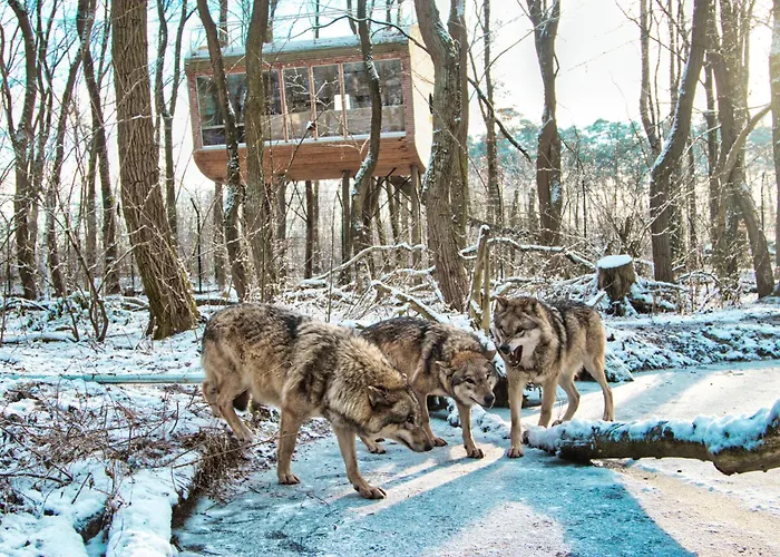 Tree - Baumhaushotel 4*