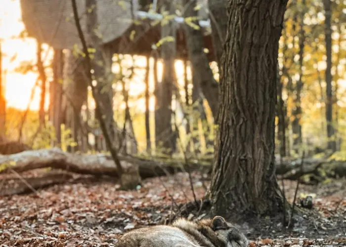 Hotel Tree - Baumhaushotel Doerverden