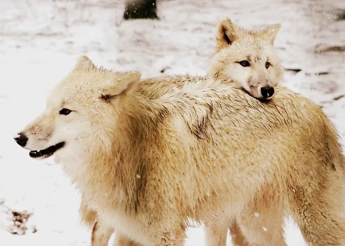 Tree - Baumhaushotel