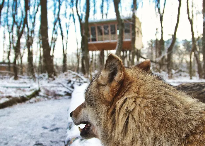 Tree - Baumhaushotel