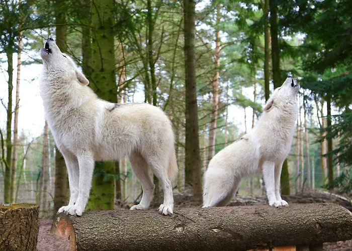 Tree - Baumhaushotel